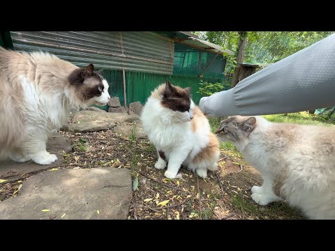 대부분 숫냥이들이라 주기적으로 서열정리하네요.