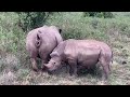 Rhino Poo