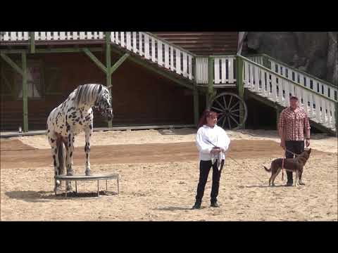 Tiershow 2021: Rosi´s Dogs and Horses