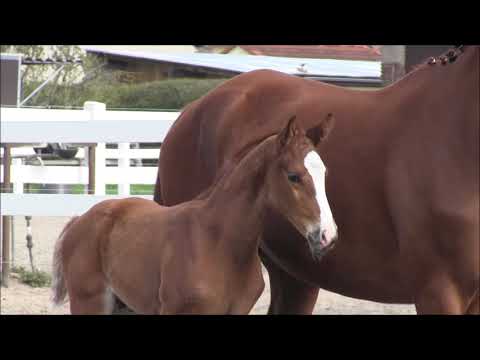 Hengstfohlen Bolzano B *31.03.2021 von Bonds - Floriscount - Paradiesvogel - Warkant