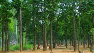 Sal tree forest, Shantiniketan