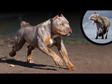 image-Are dogs predators or scavengers?