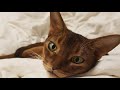 Owning an Abyssinian Cat: The 10 Pros & Cons🐾🐾🐾