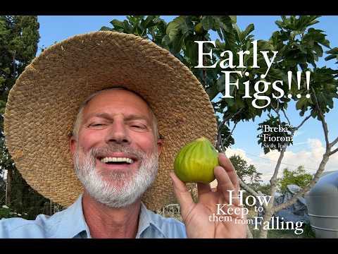Early Figs (Breba Figs) How to Keep Them from Falling - John Kaisner The Natural Farmer