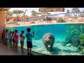 Dubai Safari Park ​​Zoo Tour Dubais Größter Wildtierpark Mit 3000 Tieren 4K Video