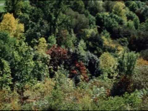 Trees Art Photos Slideshow