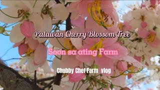 Planting Palawan Cherry Blossom seeds 🌸🌸🌸 Successful germination ni Chubby Chef !
