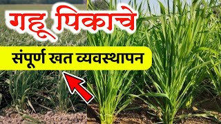 गहू पिकाचे संपूर्ण खत व्यवस्थापन 🔥 Gahu Pikache sampurn Khat vyavthapn