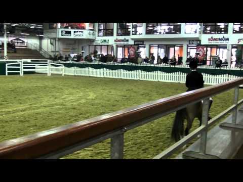 Bob Sinclair - Welsh B Pony Stallion - Munster Stallion Show