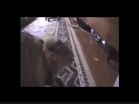 Cats don't wanna go to rehab!