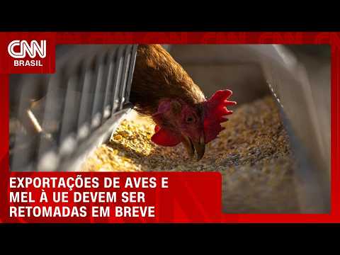 Exportações de aves e mel à União Europeia devem ser retomadas em breve | CNN AGRO NEWS