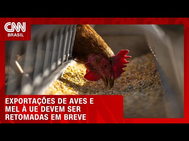 Exportações de aves e mel à União Europeia devem ser retomadas em breve | CNN AGRO NEWS