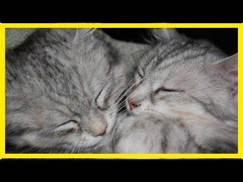 Life with siberian cats: my experience with adoption