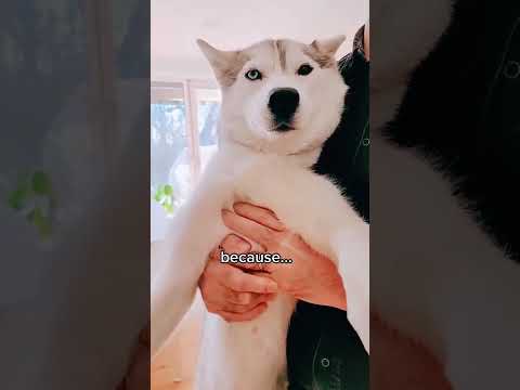 I Think My Husky Might Hate Me Now...