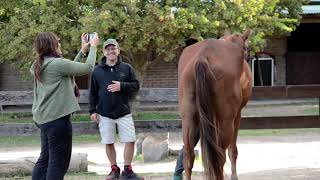 Sanar el alma con caballos