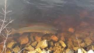 preview picture of video 'Sturgeon spawning on the Wolf River'