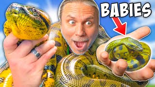 I Found Babies In My Giant Anaconda! by Brian Barczyk