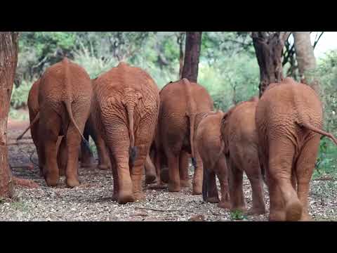 The Rescue of Orphaned Elephant Daba | Sheldrick Wildlife Trust