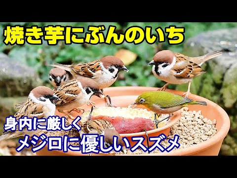 ムクドリを怖がらせるものは何ですか？鳥の餌台や庭から永遠に追い払うための 4 つのヒント  庭園