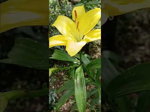 yellow lily...