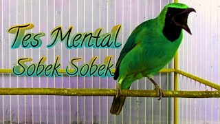 Download lagu Cucak Ijo Gacor Memancing Lawan Aagr Emosi dan Jamtrok! Cykyp 5 Menit Lawan Langsung ON mp3 Download lagu Cucak Ijo Gacor Memancing Lawan Aagr Emosi dan Jamtrok! Cykyp 5 Menit Lawan Langsung ON mp3