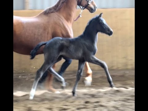 Hengstfohlen geb. 30.03.2021 v. Dancier Gold - Viscount - Fabriano
