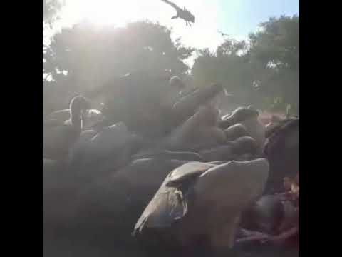 Feeding Time At The Vulture Restaurant at HESC (Hoedspruit Endangered Species Centre)