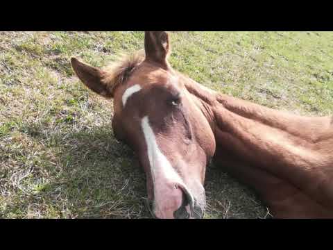 Great Star Buck- Unser Hengst Fohlen