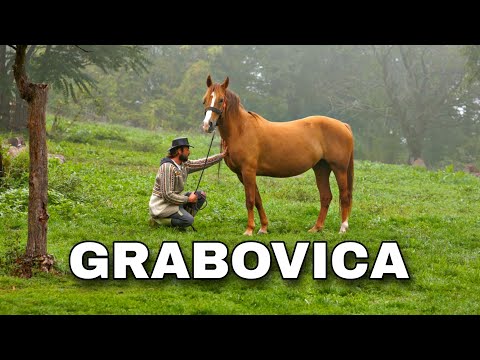 Oaza ep.7 - Grabovica 🐴🌿🍅