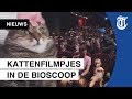 Prrrrrimeur: marathon kattenfilmpjes in de bios