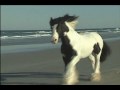 horse country music 