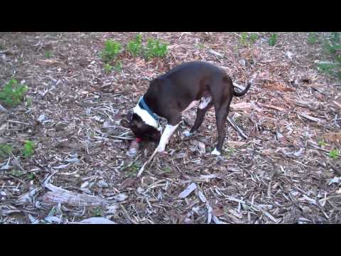Friendo Buries His Toy