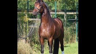 Video von Bravissimo I