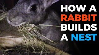 How A Rabbit Builds a Nest