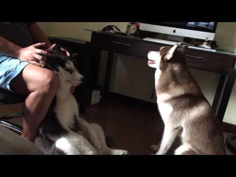 CSibes' Vlog: Luna getting a head massage Video