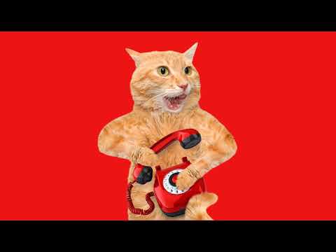 Конь педальный 🐎 ➤ Кошка Чечня БлоХер