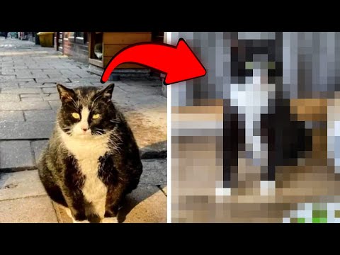 CO ONI ZROBILI Z KOTEM GACKIEM? JAK WYGLĄDA KOT GACEK?