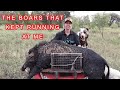 THE BOARS KEPT RUNNING AT ME