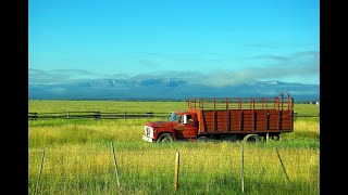 15. Selvi Boylum Al Yazmalım Cover