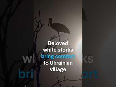 Beloved white storks bring comfort to Ukrainian village | DW News