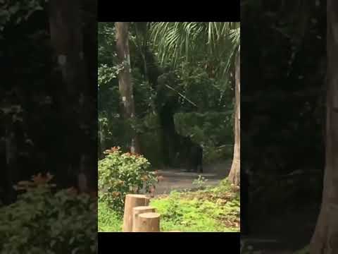 two cane corsos attack black bear cub then mother chases them off #dog #bear  #fighting