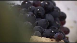 Месячник качества и безопасности ранних овощей и фруктов