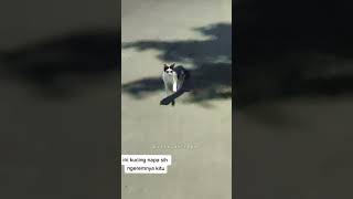 Download lagu MEME ||DJ PREMAN FEMINIM!!! mp3 Download lagu MEME ||DJ PREMAN FEMINIM!!! mp3