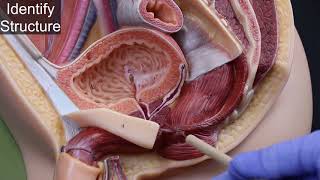 Quiz on Male Reproductive System Structures