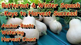 Tips to Grow Amazing Butternut & Winter Squash: Harvesting, Fertilizing, Watering & Keys to Success!