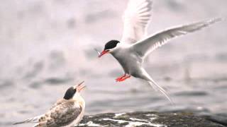 Mini mini bir Kuş Donmuştu...