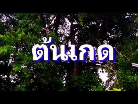 ต้นเกด - ไม้หายากในพุทธประวัติ