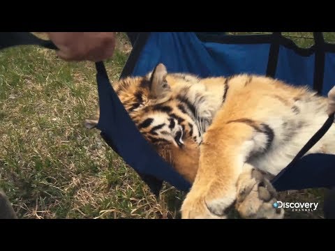 Ziemia tygrysów - rosyjski obrońca wielkich kotów