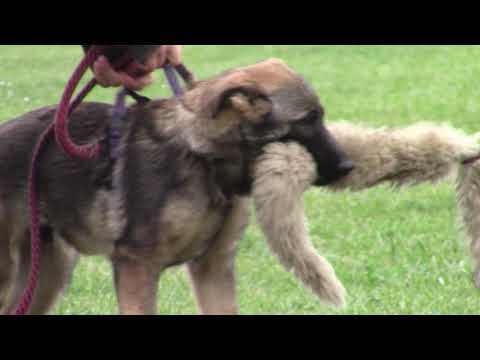 Worlo von der Teufelskehle