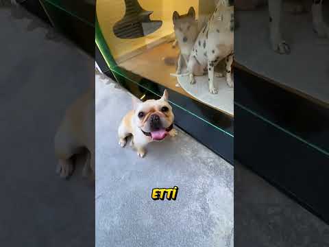 Karısı Kovunca Köpek Kulübesinde Uyudu! 😢